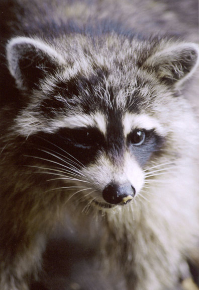 Raccoon1.jpg