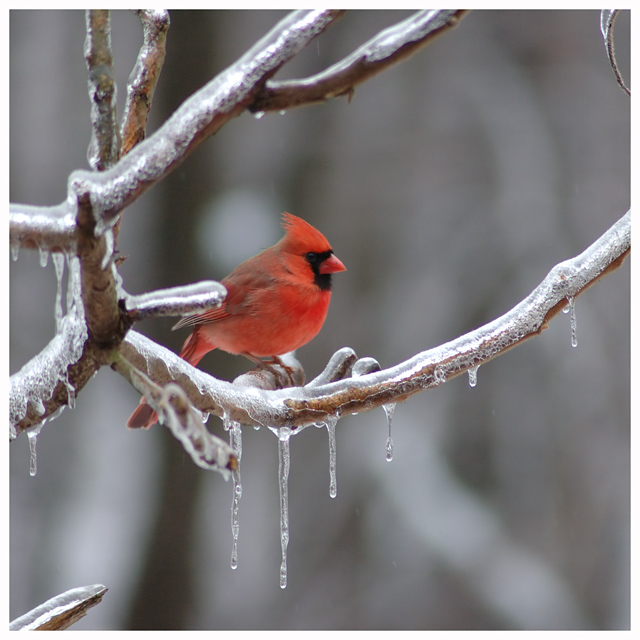 Winter Cardinal