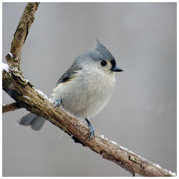 Titmouse.jpg