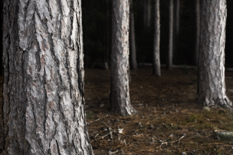 The Dark Forest