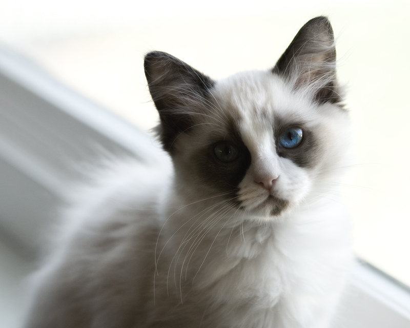 Milo