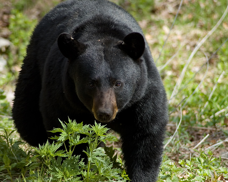 Orso