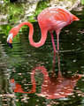 FLAMINGO2.jpg
