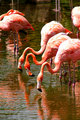 3Flamingos.jpg