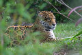 LayingJaguar.jpg