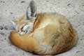 SleepyFox.jpg