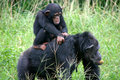 RidinChimp.jpg