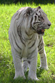 Bengal.jpg
