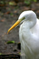 Ibis.jpg