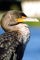 Everglades2.jpg