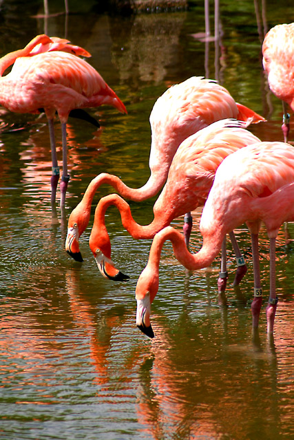 3Flamingos.jpg