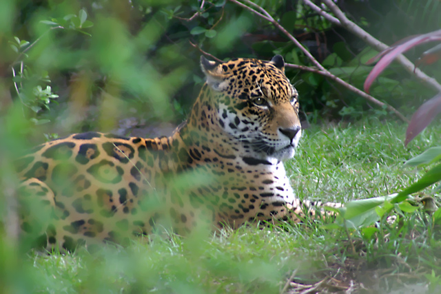 LayingJaguar.jpg