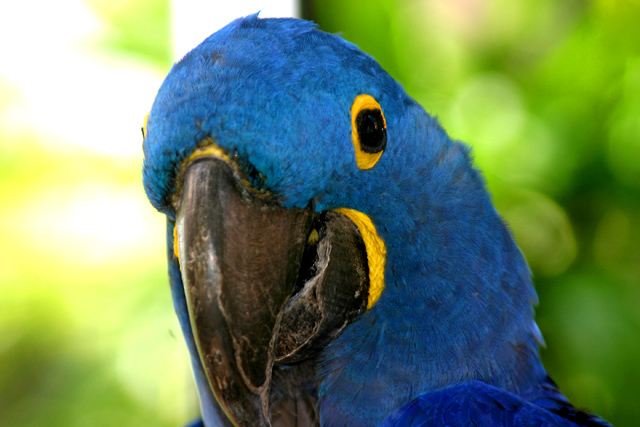 BlueMac.jpg