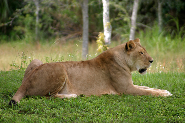 LionNap.jpg