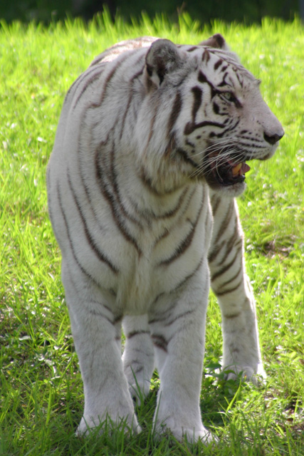 Bengal.jpg
