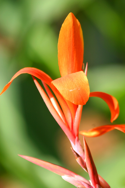 Flower1.jpg