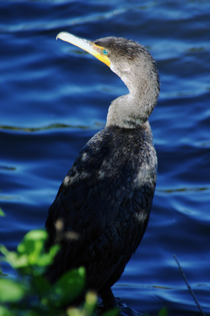 Everglades1.jpg