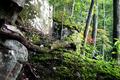 Up Dogwood Holler