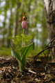 Pink Ladyslipper