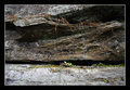 Cliff At Angel WIngs Red River Gorge