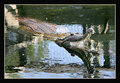 False gharial (Alligator Adventure, North Myrtle Beach)