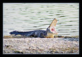 Sleepy Alligator in the noon day sun