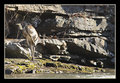 Deer at the Breaks, (Russell Fork of the Levisa River)