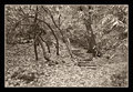 Cold Springs Trail