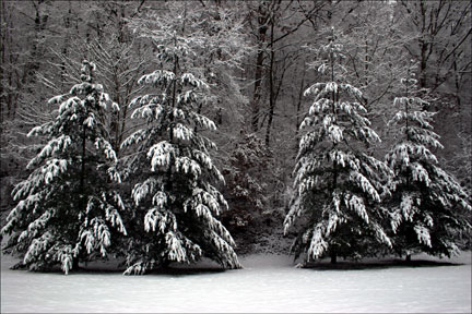 Snowy Pine