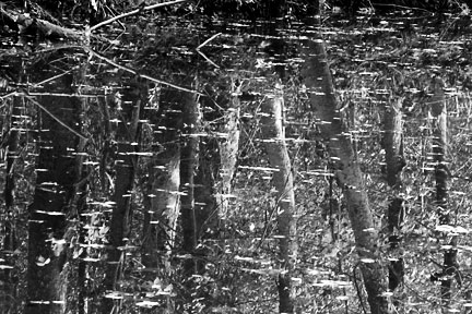 Reflections