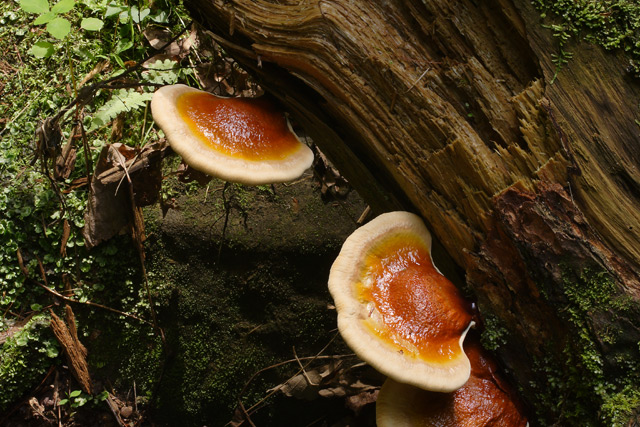 Mushroom on a log