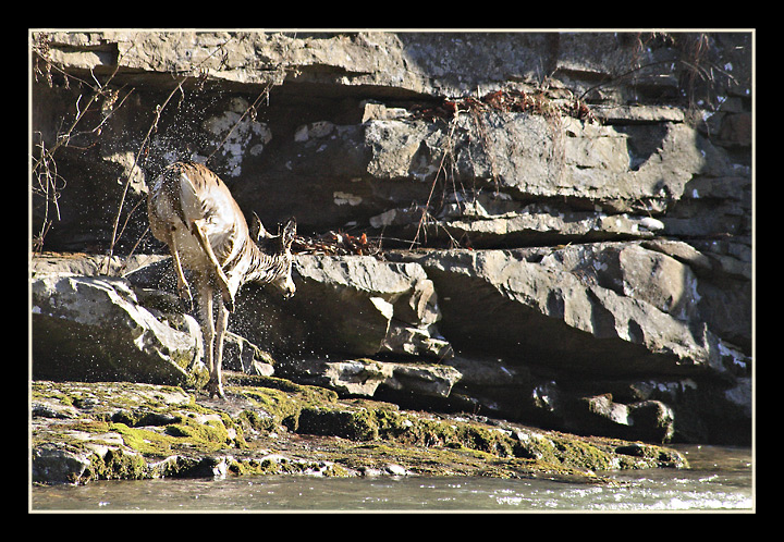Deer at the Breaks, (Russell Fork of the Levisa River)