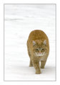 cat in snow