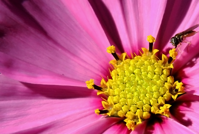 macro4.jpg