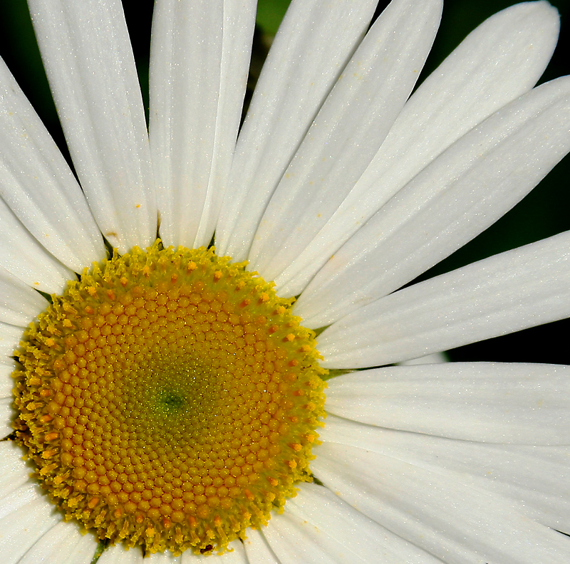 macro5.jpg