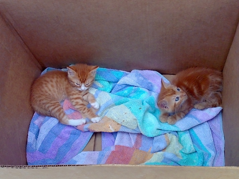 kittens.jpg