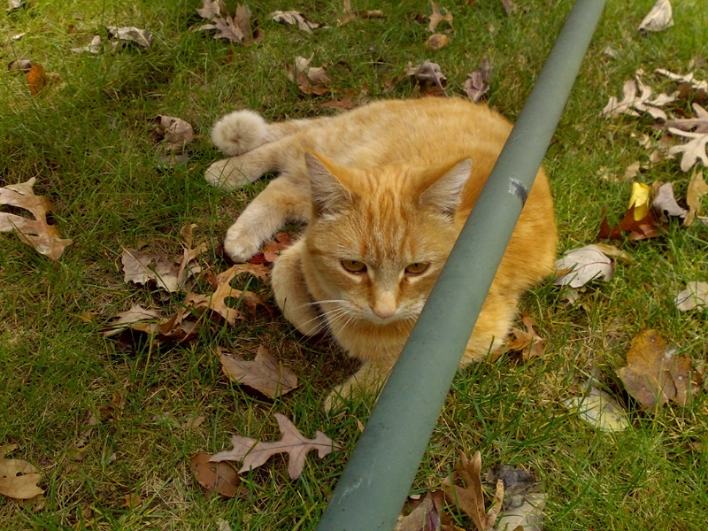 cat.jpg