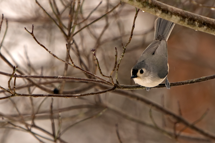 bird2.jpg