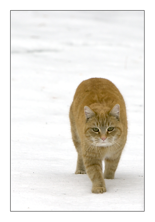 cat in snow
