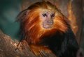 Tamarin