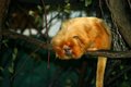 Golden Tamarin
