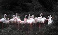 Flamingos