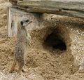 On the lookout
