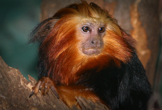 Tamarin