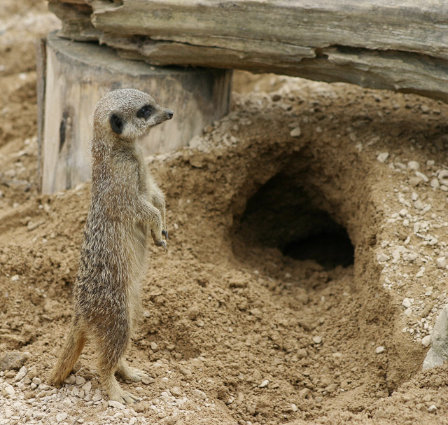 On the lookout