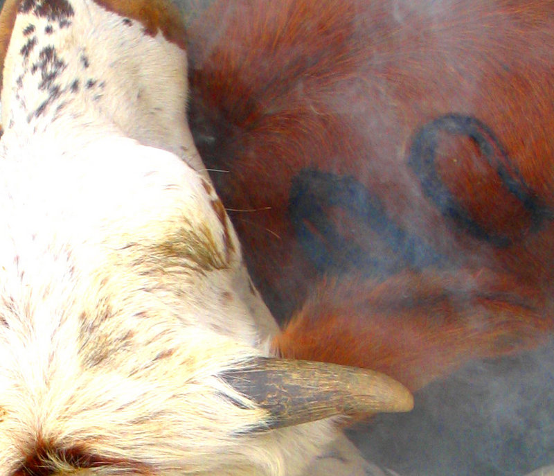 Howard Cattle Co.jpg
