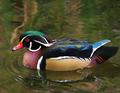 wood_duck_6236.jpg