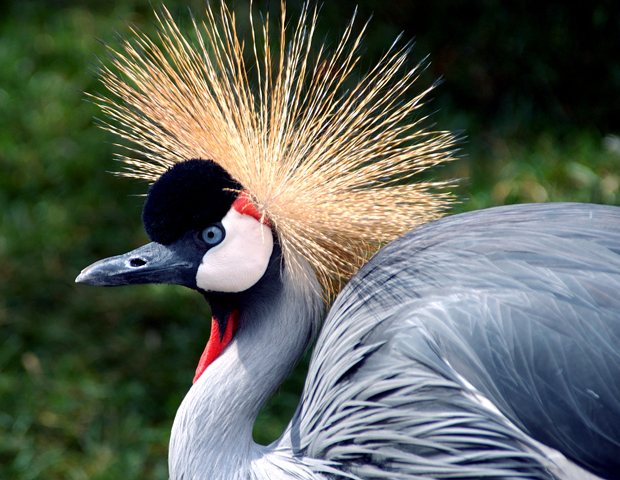 crowned_crane__6239.jpg