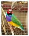 Gouldian RH .jpg