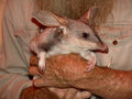 The Bilby